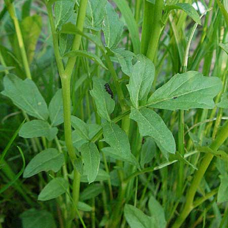Cardamine amara \ Bitteres Schaumkraut / Large Bitter-Cress, D Werbach 6.5.2006