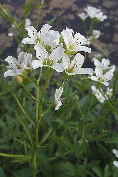 Cardamine amara \ Bitteres Schaumkraut / Large Bitter-Cress, D Werbach 6.5.2006