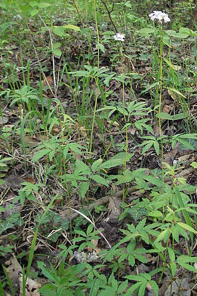 Cardamine bulbifera \ Knllchen-Zahnwurz, Zwiebel-Zahnwurz / Coral-Root Bitter-Cress, D Odenwald, Nieder-Ramstadt 9.5.2006