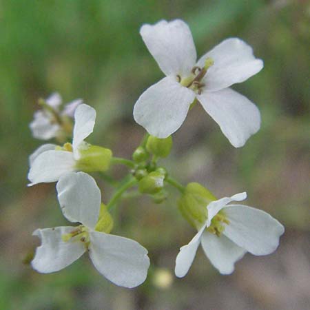 Arabidopsis arenosa \ Sand- / Sand Rock-Cress, D Bürstadt 15.5.2006