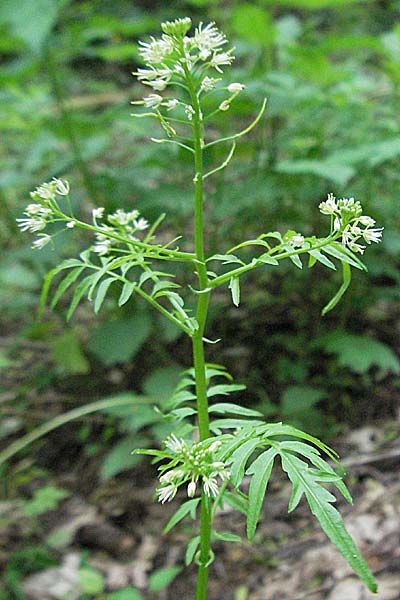 Cardamine impatiens \ Spring-Schaumkraut / Narrow-Leaved Bitter-Cress, D Odenwald, Unterabtsteinach 23.5.2006