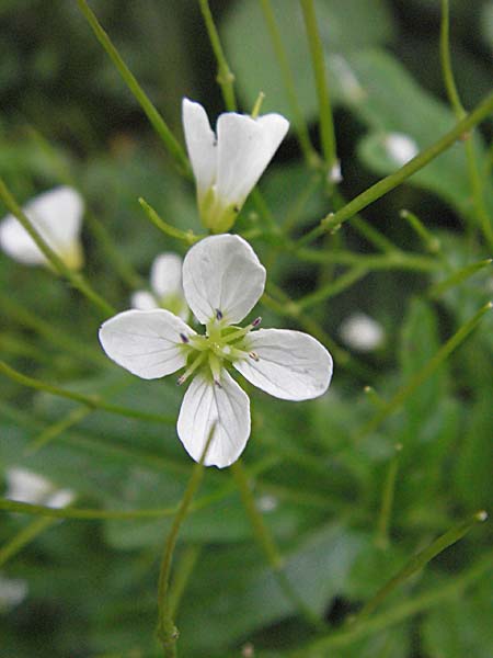 Cardamine amara \ Bitteres Schaumkraut / Large Bitter-Cress, D Odenwald, Unterabtsteinach 20.5.2006