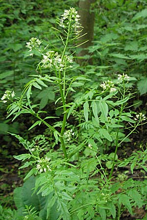 Cardamine impatiens \ Spring-Schaumkraut / Narrow-Leaved Bitter-Cress, D Odenwald, Unterabtsteinach 23.5.2006