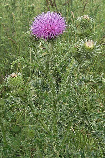 Carduus acanthoides \ Weg-Distel / Welted Thistle, D Neuleiningen 16.6.2006