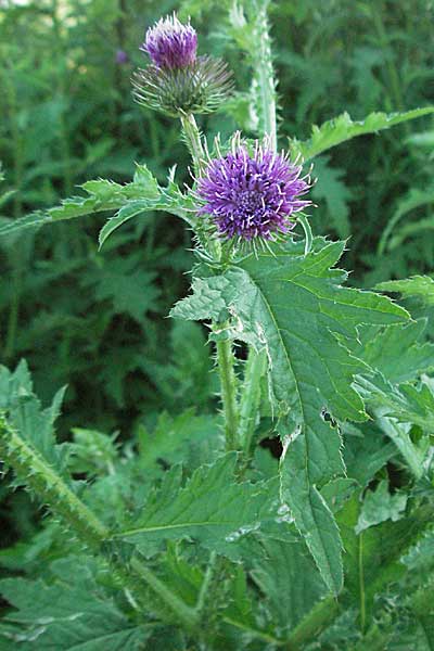 Carduus crispus \ Krause Distel / Welted Thistle, D Ladenburg 21.6.2006
