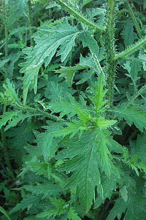 Carduus crispus \ Krause Distel / Welted Thistle, D Ladenburg 21.6.2006