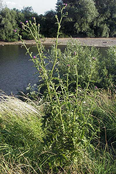 Carduus crispus \ Krause Distel / Welted Thistle, D Ladenburg 21.6.2006