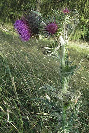 Carduus nutans \ Nickende Distel / Musk Thistle, D Pfalz, Landau 26.6.2006