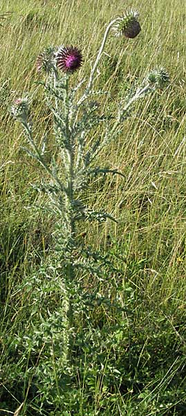 Carduus nutans \ Nickende Distel / Musk Thistle, D Pfalz, Landau 26.6.2006
