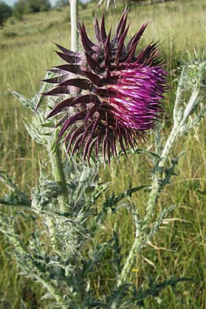 Carduus nutans \ Nickende Distel / Musk Thistle, D Pfalz, Landau 26.6.2006