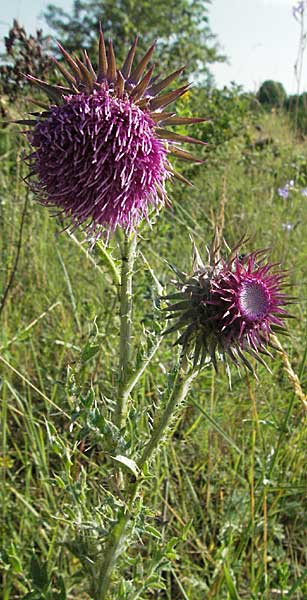 Carduus nutans \ Nickende Distel / Musk Thistle, D Pfalz, Landau 26.6.2006