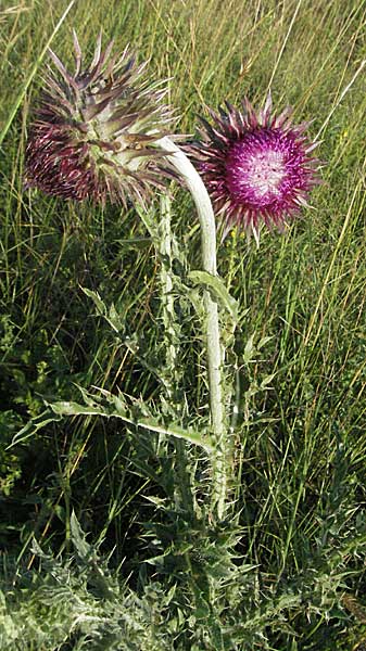 Carduus nutans \ Nickende Distel / Musk Thistle, D Pfalz, Landau 26.6.2006