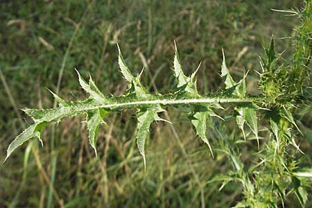 Carduus acanthoides \ Weg-Distel / Welted Thistle, D Viernheim 27.6.2006