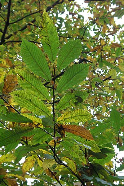 Castanea sativa \ Edel-Kastanie, Ess-Kastanie / Sweet Chestnut, D Weinheim an der Bergstraße 28.10.2006