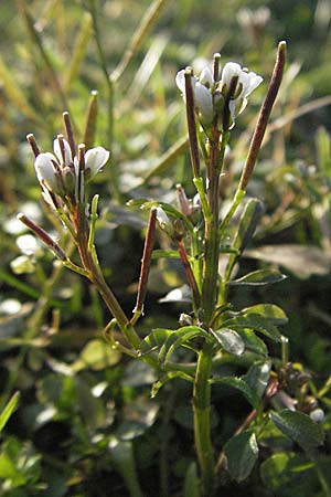 Cardamine hirsuta \ Vielstngeliges Schaumkraut, Behaartes Schaumkraut / Hairy Bitter-Cress, D Mannheim 25.2.2007