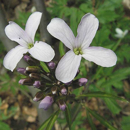 Cardamine bulbifera \ Knllchen-Zahnwurz, Zwiebel-Zahnwurz / Coral-Root Bitter-Cress, D Hambrücken 7.4.2007