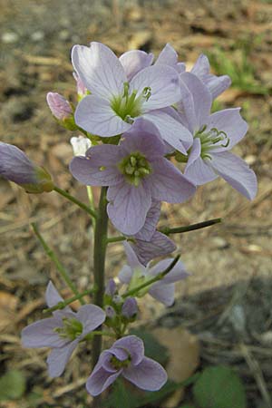 Cardamine pratensis agg. \ Wiesen-Schaumkraut / Cuckooflower, D Hambrücken 7.4.2007