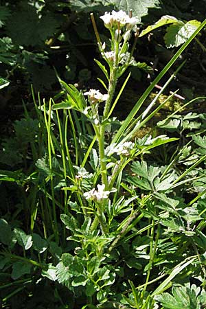 Cardamine flexuosa \ Wald-Schaumkraut / Wavy Bitter-Cress, D Hambrücken 9.4.2007