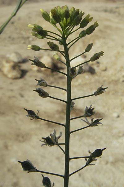 Camelina microcarpa \ Kleinfrchtiger Leindotter / Lesser Gold of Pleasure, Small-Seed False-Flax, D Neuleiningen 17.4.2007