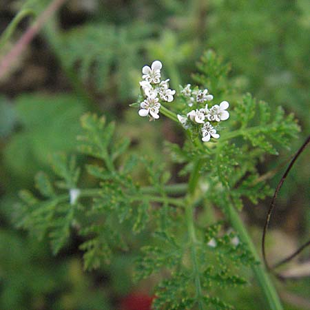Caucalis platycarpos \ Mhren-Haftdolde / Small Bur Parsley, D Neuleiningen 12.6.2007