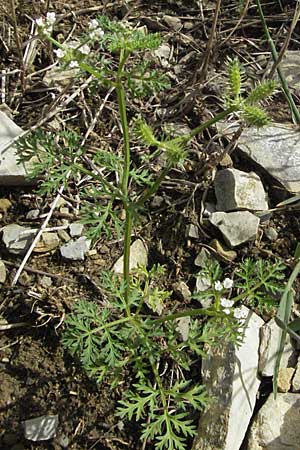 Caucalis platycarpos \ Mhren-Haftdolde / Small Bur Parsley, D Karlstadt 16.6.2007