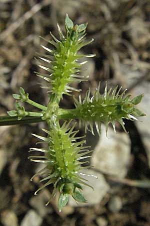 Caucalis platycarpos \ Mhren-Haftdolde / Small Bur Parsley, D Karlstadt 16.6.2007