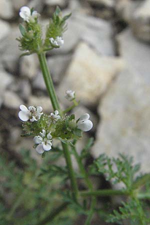 Caucalis platycarpos \ Mhren-Haftdolde / Small Bur Parsley, D Karlstadt 16.6.2007