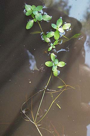 Callitriche palustris s.l. \ Sumpf-Wasserstern / Marsh Water Starwort, D M&ouml;rfelden-Walldorf 6.8.2007