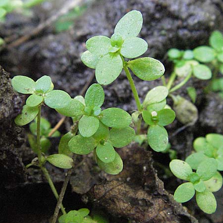 Callitriche palustris s.l. \ Sumpf-Wasserstern / Marsh Water Starwort, D M&ouml;rfelden-Walldorf 6.8.2007