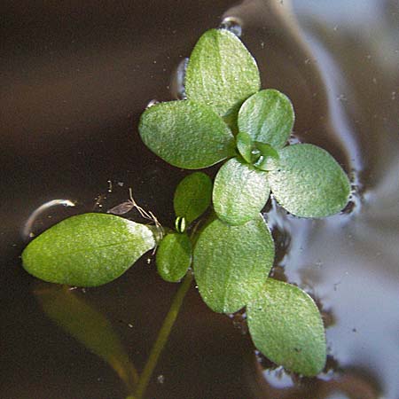 Callitriche palustris s.l. \ Sumpf-Wasserstern / Marsh Water Starwort, D M&ouml;rfelden-Walldorf 6.8.2007