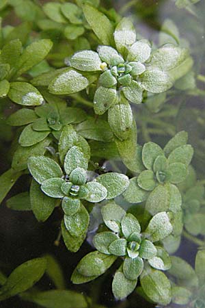 Callitriche platycarpa ? \ Breitfrchtiger Wasserstern / Various-Leaved Water Starwort, D Schwarzwald/Black-Forest, Feldberg 18.8.2007