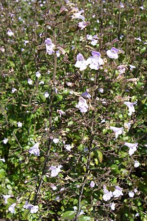 Clinopodium einseleanum \ sterreicher Bergminze / Einsele's Calamint, D Weinheim an der Bergstraße 30.9.2007