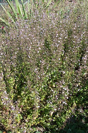 Clinopodium einseleanum \ sterreicher Bergminze / Einsele's Calamint, D Weinheim an der Bergstraße 30.9.2007