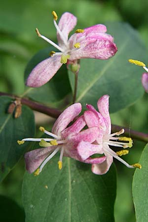 Lonicera tatarica \ Tataren-Heckenkirsche / Tatarian Honeysuckle, D Mannheim 24.4.2008