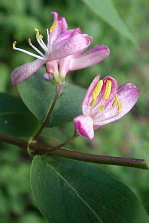 Lonicera tatarica \ Tataren-Heckenkirsche / Tatarian Honeysuckle, D Mannheim 24.4.2008