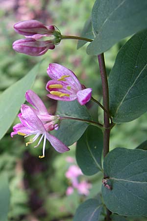 Lonicera tatarica \ Tataren-Heckenkirsche / Tatarian Honeysuckle, D Mannheim 24.4.2008