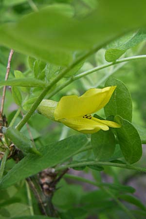 Caragana arborescens \ Gemeiner Erbsenstrauch / Siberian Pea-Tree, D Weinheim an der Bergstraße 25.4.2008