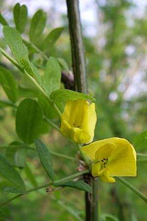Caragana arborescens \ Gemeiner Erbsenstrauch / Siberian Pea-Tree, D Weinheim an der Bergstraße 25.4.2008
