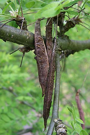 Caragana arborescens \ Gemeiner Erbsenstrauch / Siberian Pea-Tree, D Weinheim an der Bergstraße 25.4.2008