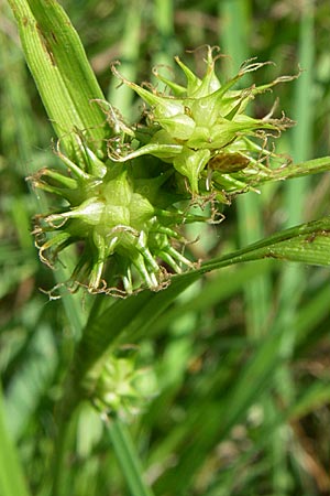 Carex flava \ Groe Gelb-Segge / Large Yellow-Sedge, D Karlsruhe Fritschlach 31.7.2008