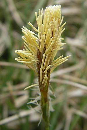 Carex caryophyllea \ Frhlings-Segge / Spring Sedge, D Augsburg 18.4.2009