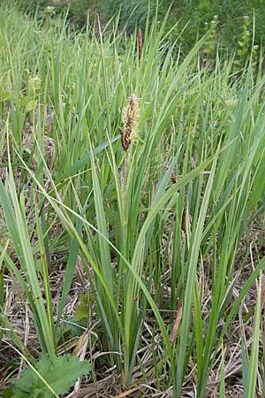 Carex riparia \ Ufer-Segge / Great Pond Sedge, D Wörth-Büchelberg 23.4.2009