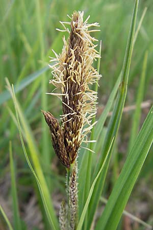 Carex riparia \ Ufer-Segge / Great Pond Sedge, D Wörth-Büchelberg 23.4.2009