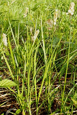 Carex otrubae \ Hain-Segge, Falsche Fuchs-Segge / False Fox Sedge, D Wörth-Büchelberg 23.4.2009