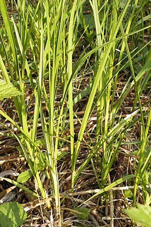 Carex otrubae \ Hain-Segge, Falsche Fuchs-Segge / False Fox Sedge, D Wörth-Büchelberg 23.4.2009