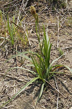Carex caryophyllea \ Frhlings-Segge / Spring Sedge, D Karlstadt 25.4.2009