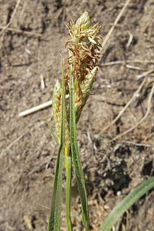 Carex caryophyllea \ Frhlings-Segge / Spring Sedge, D Karlstadt 25.4.2009