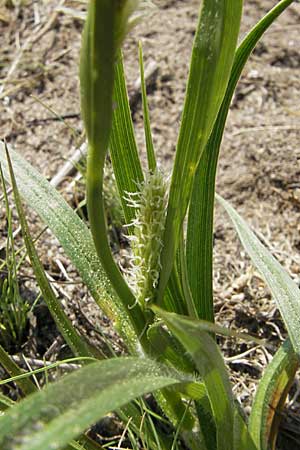 Carex caryophyllea \ Frhlings-Segge / Spring Sedge, D Karlstadt 25.4.2009