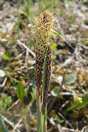 Carex flacca \ Blaugrne Segge / Blue Sedge, Carnation Grass, D Karlstadt 25.4.2009