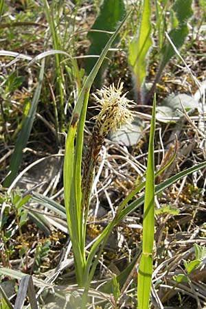 Carex flacca \ Blaugrne Segge / Blue Sedge, Carnation Grass, D Karlstadt 25.4.2009